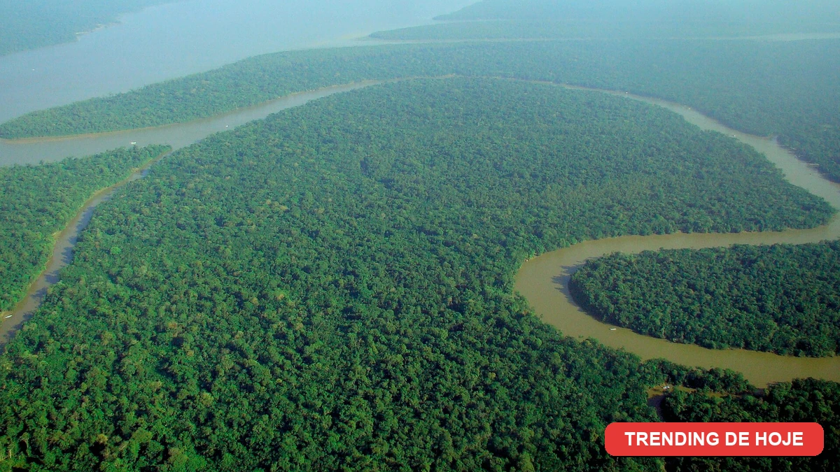 Badge da categoria Trending de Hoje com vista aérea da floresta amazônica e os dados do MapBiomas sobre perda de vegetação nativa