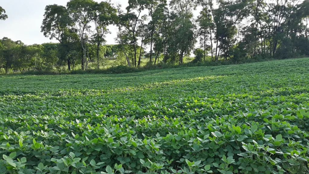 Stf valida moratória da soja: o que a decisão muda para o agro e o meio ambiente