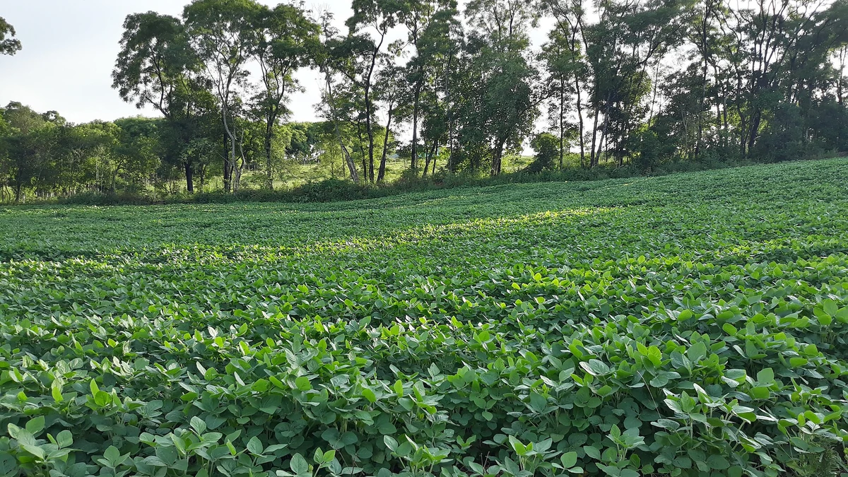Stf valida moratória da soja: o que a decisão muda para o agro e o meio ambiente