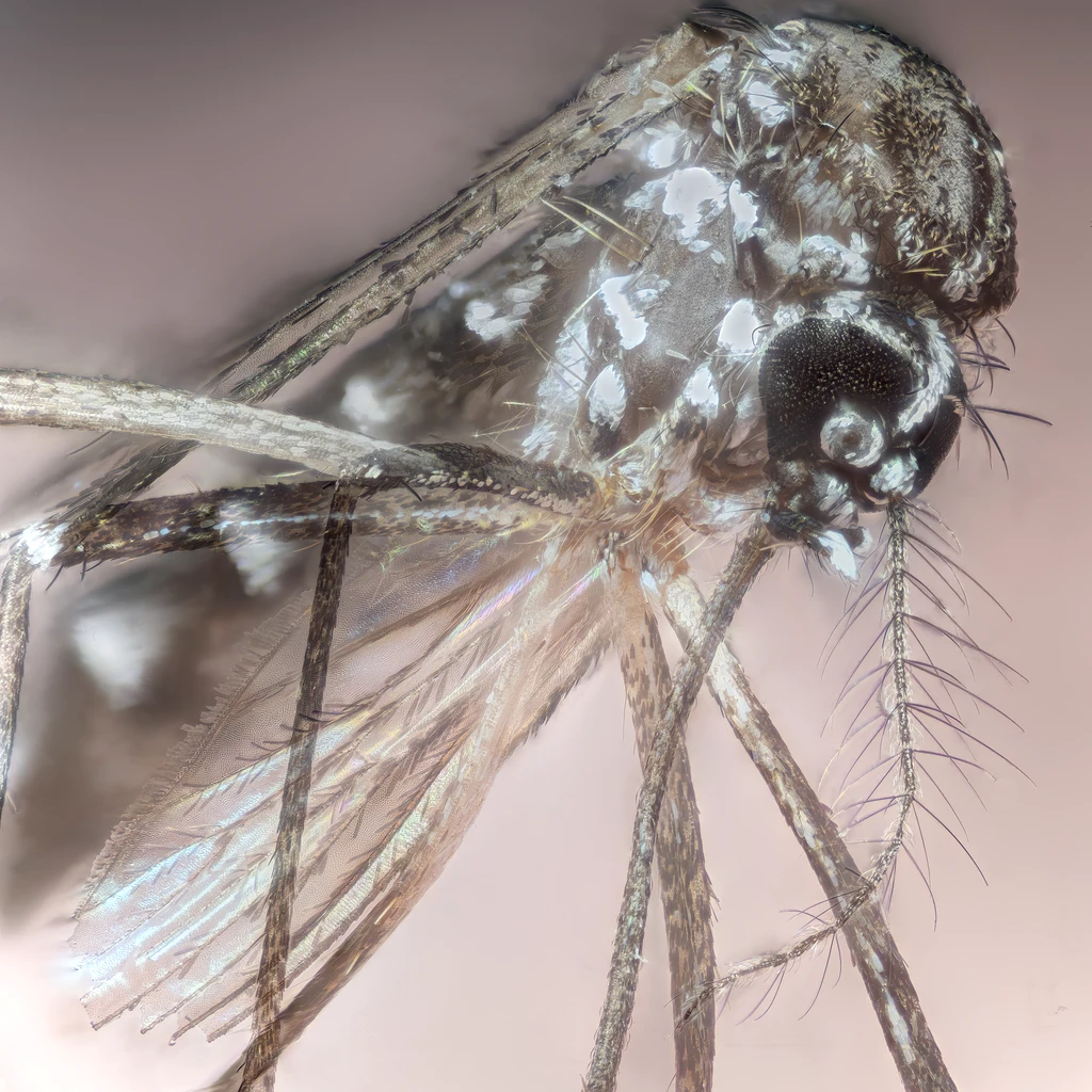 Campanha de vacinação reforça o combate à dengue no estado de são paulo
